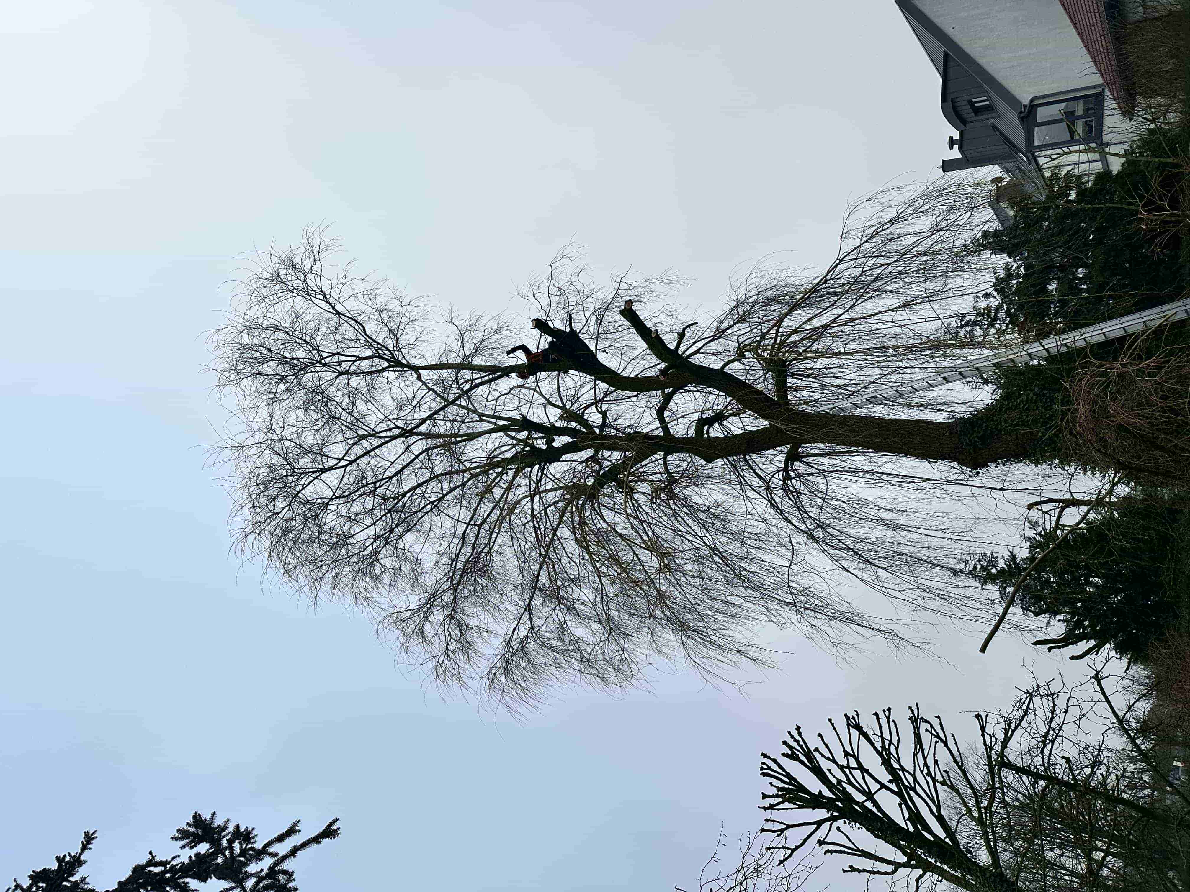 Réalisation paysagère